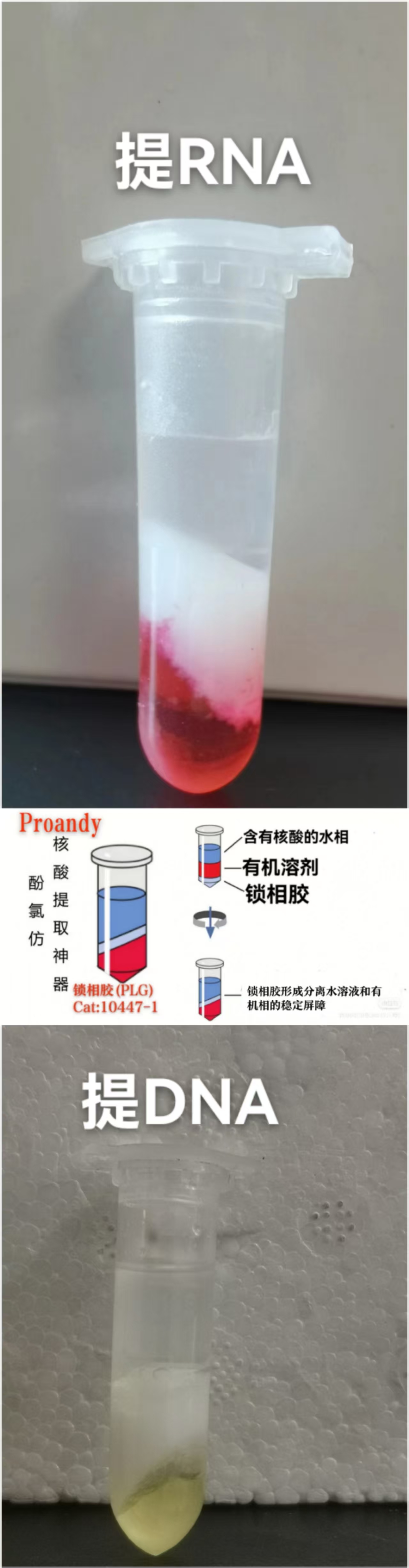 鎖相膠RNA或DNA.jpg